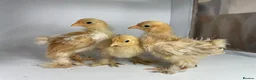 Chickens poultry for sale: MOTTLED PEKIN GROWERS  - Advert 2