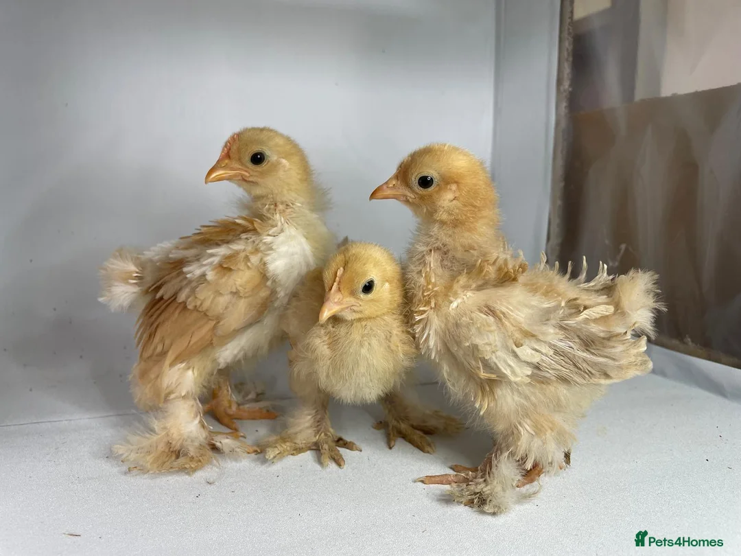 Chickens poultry for sale: MOTTLED PEKIN GROWERS  - Advert 2