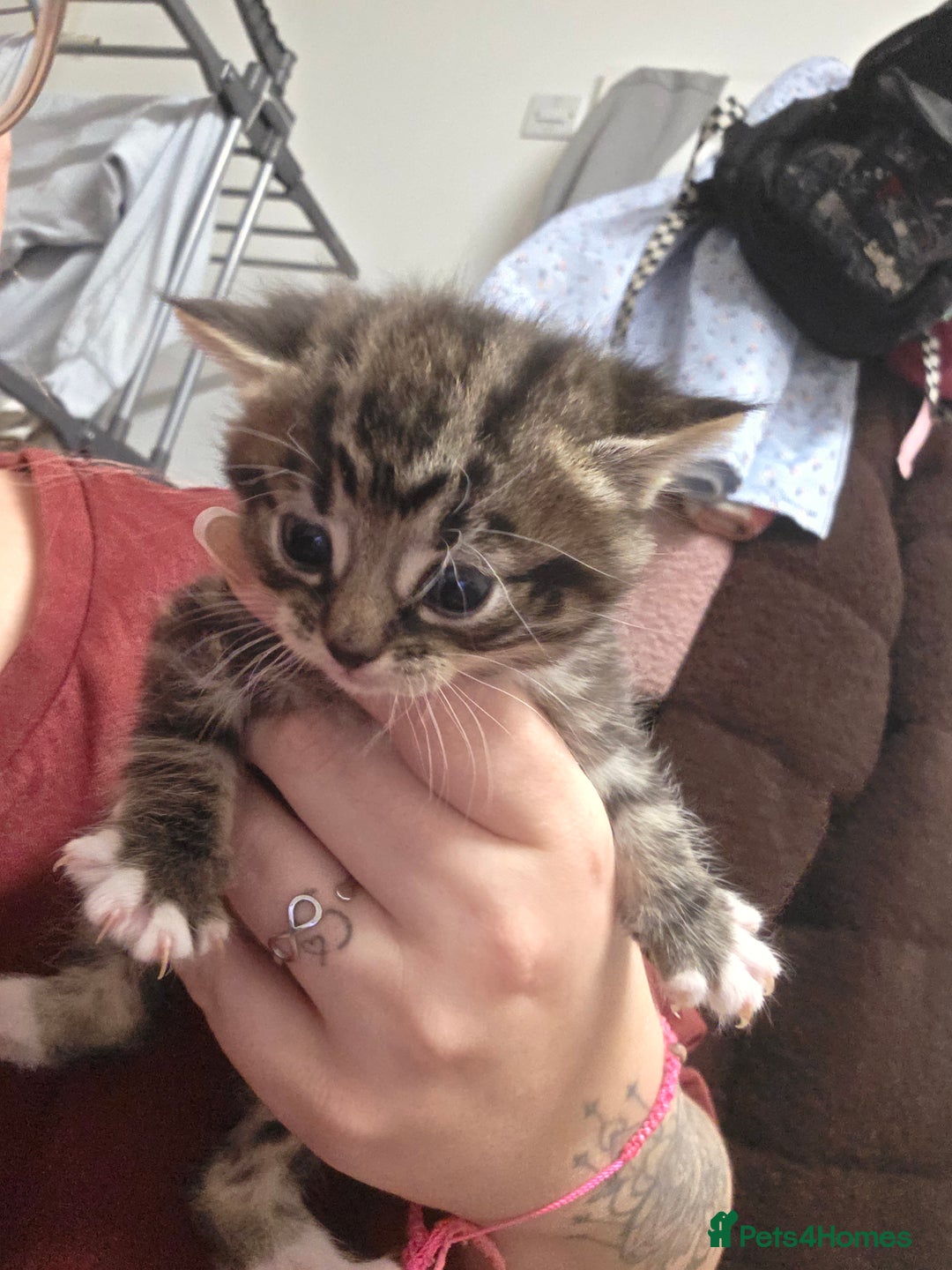 Domestic Shorthair cats for sale: Kittens for sale. - Advert 8