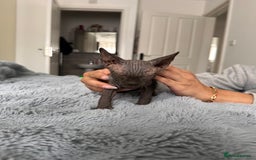 Sphynx cats for sale: Four 😍 SPHYNX kittens  - Image 14