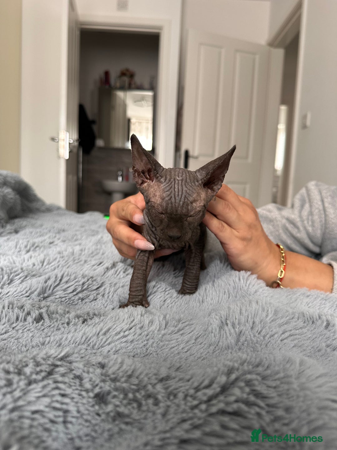 Sphynx cats for sale: Four 😍 SPHYNX kittens  - Image 14