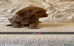 Cockapoo dogs for sale: Cockapoo puppies 🐾  - Image 5