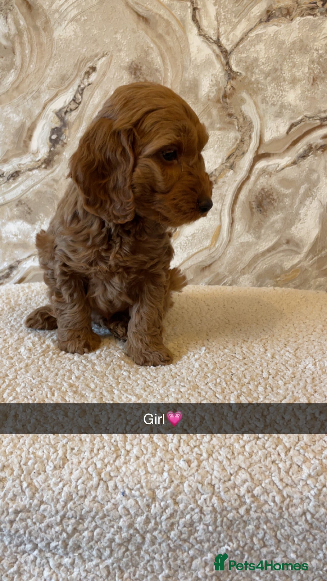 Cockapoo dogs for sale: Cockapoo puppies 🐾  - Image 5