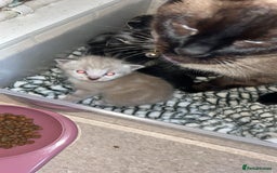 Ragamese cats for sale: Beautiful ragamese/bengal - Image 3