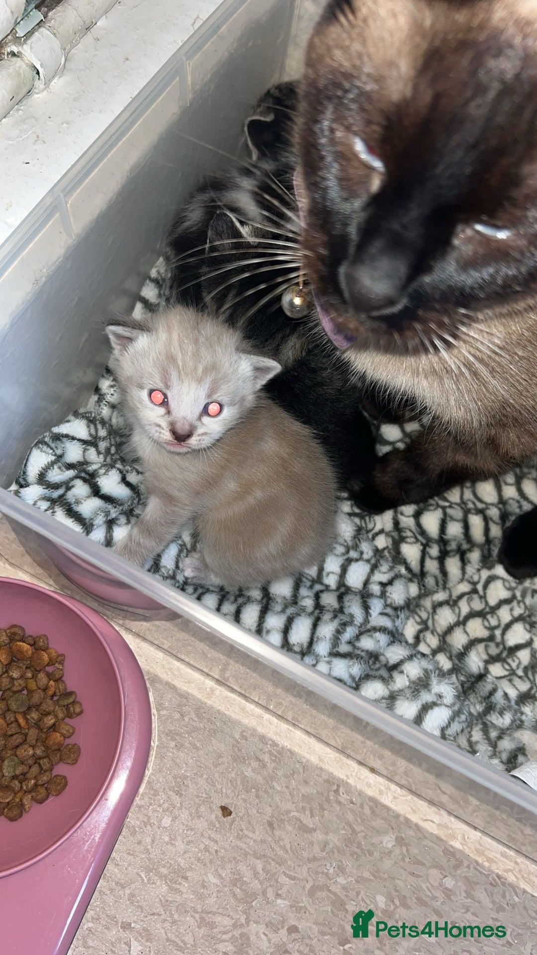 Ragamese cats for sale: Beautiful ragamese/bengal - Image 3