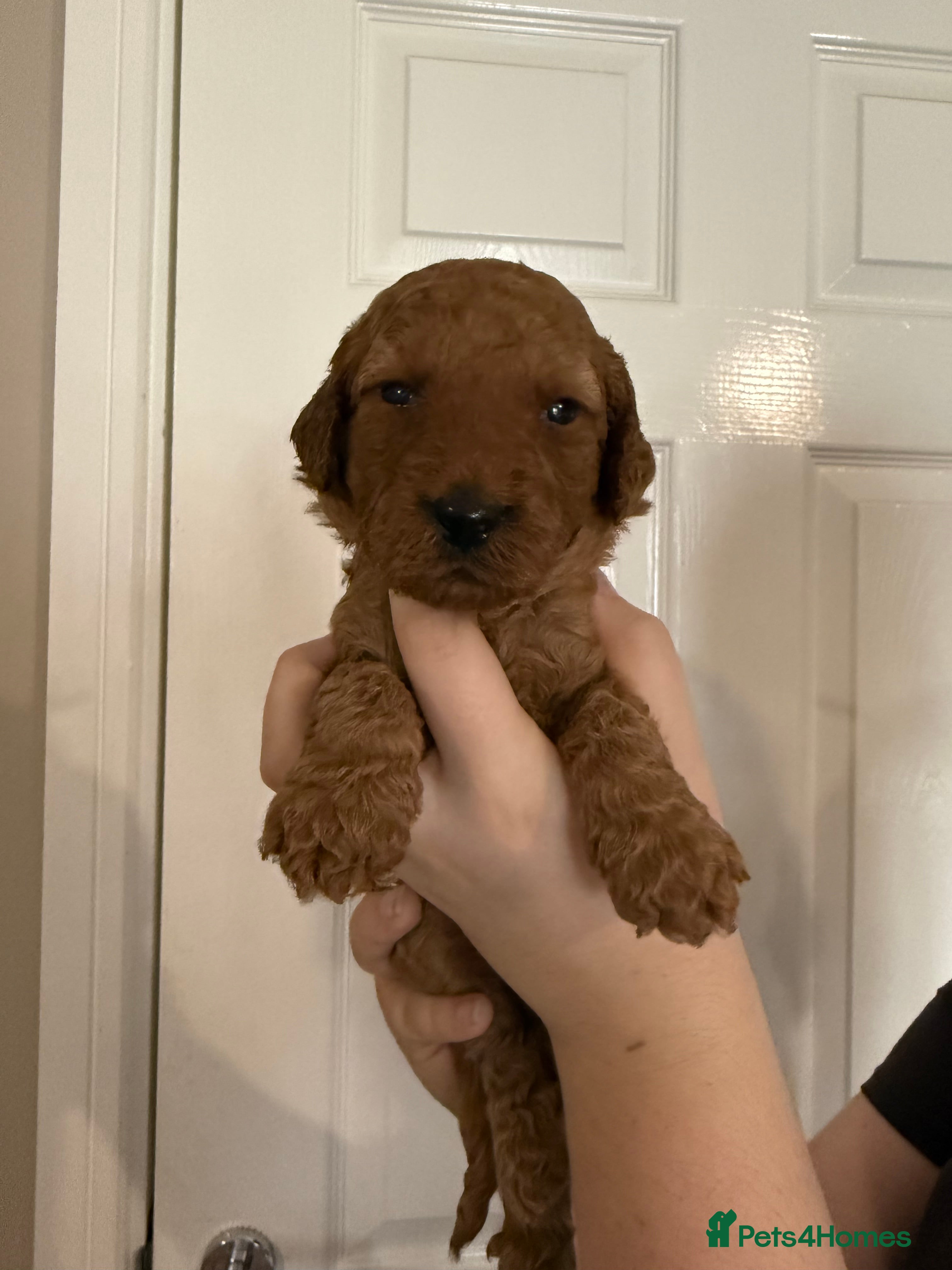 Labradoodle dogs  F1BB Miniature Labradoodle Puppies – Home Raised - Advert 2