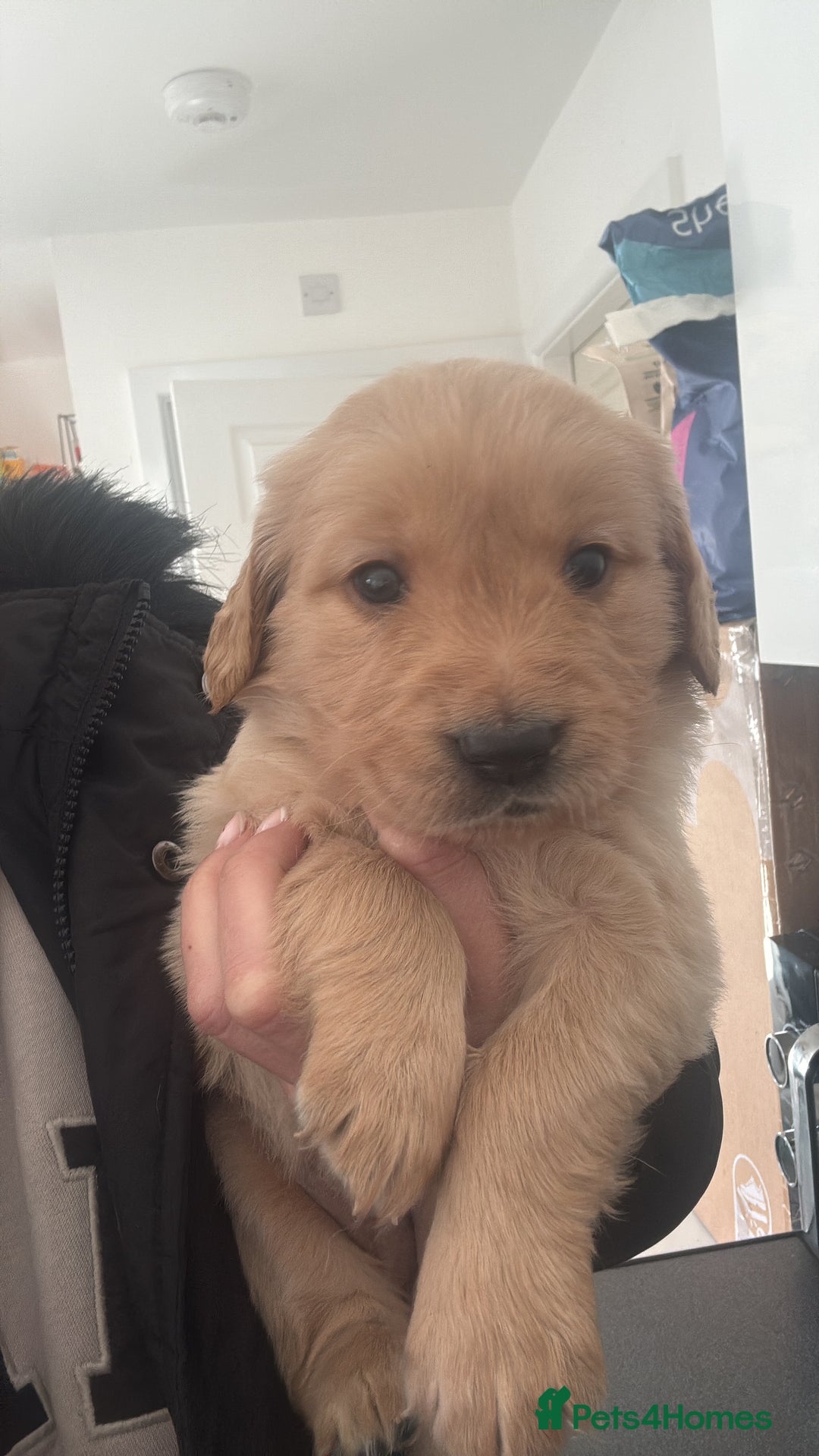 Goldador dogs for sale: Goldador puppies  - Advert 1