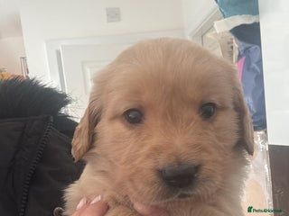 Goldador dogs Goldador puppies - Advert 1