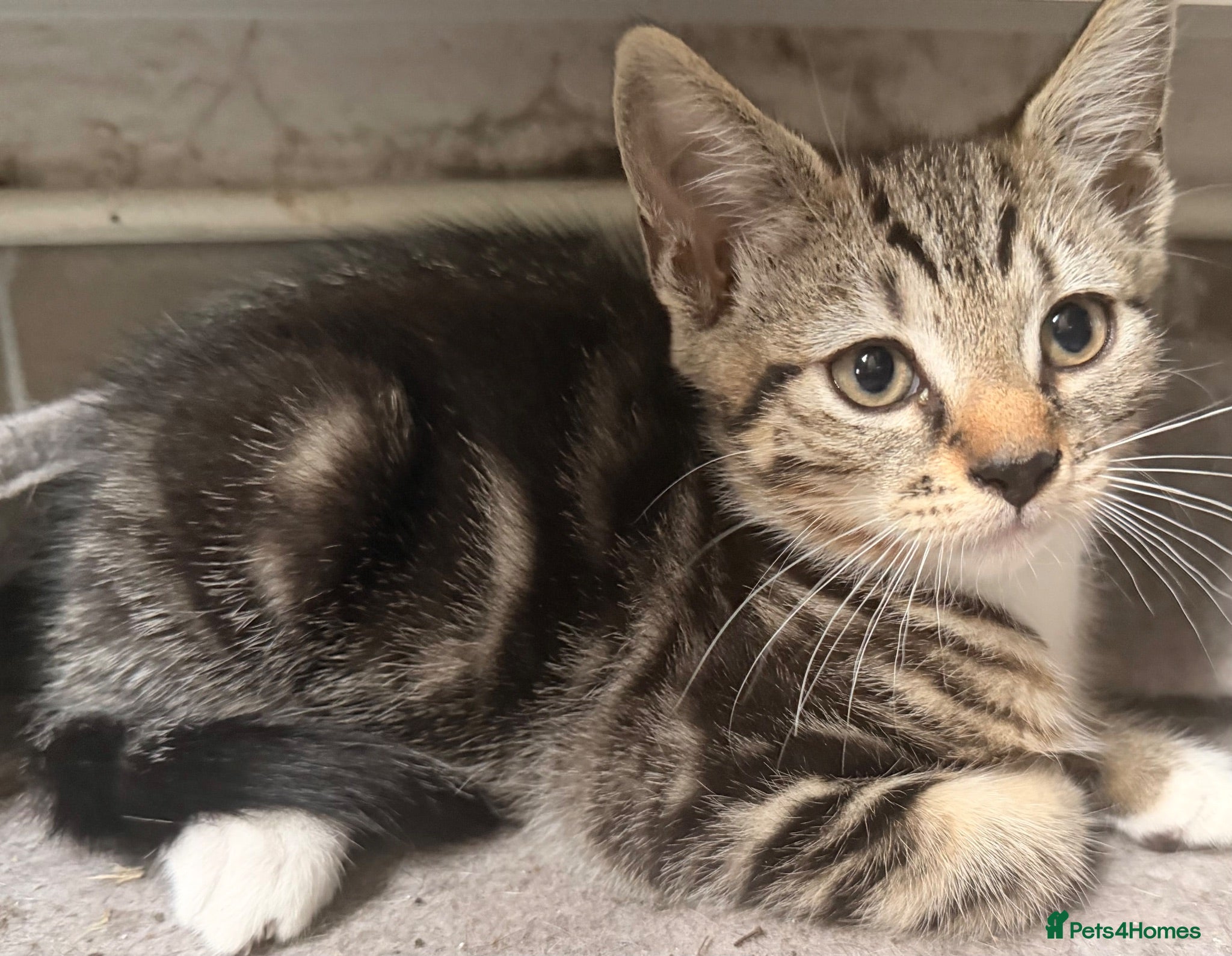 Mixed Breed cats Beautiful boys ready to go! - Advert 1