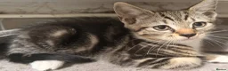 Mixed Breed cats for sale: Beautiful boys ready to go! in Horsham - Advert 1