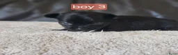 Chihuahua dogs for sale: 5 chiuaua baby boys - Advert 24