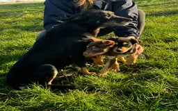 Australian Kelpie dogs for sale: Gorgeous Australian litter of kelpies  - Image 4