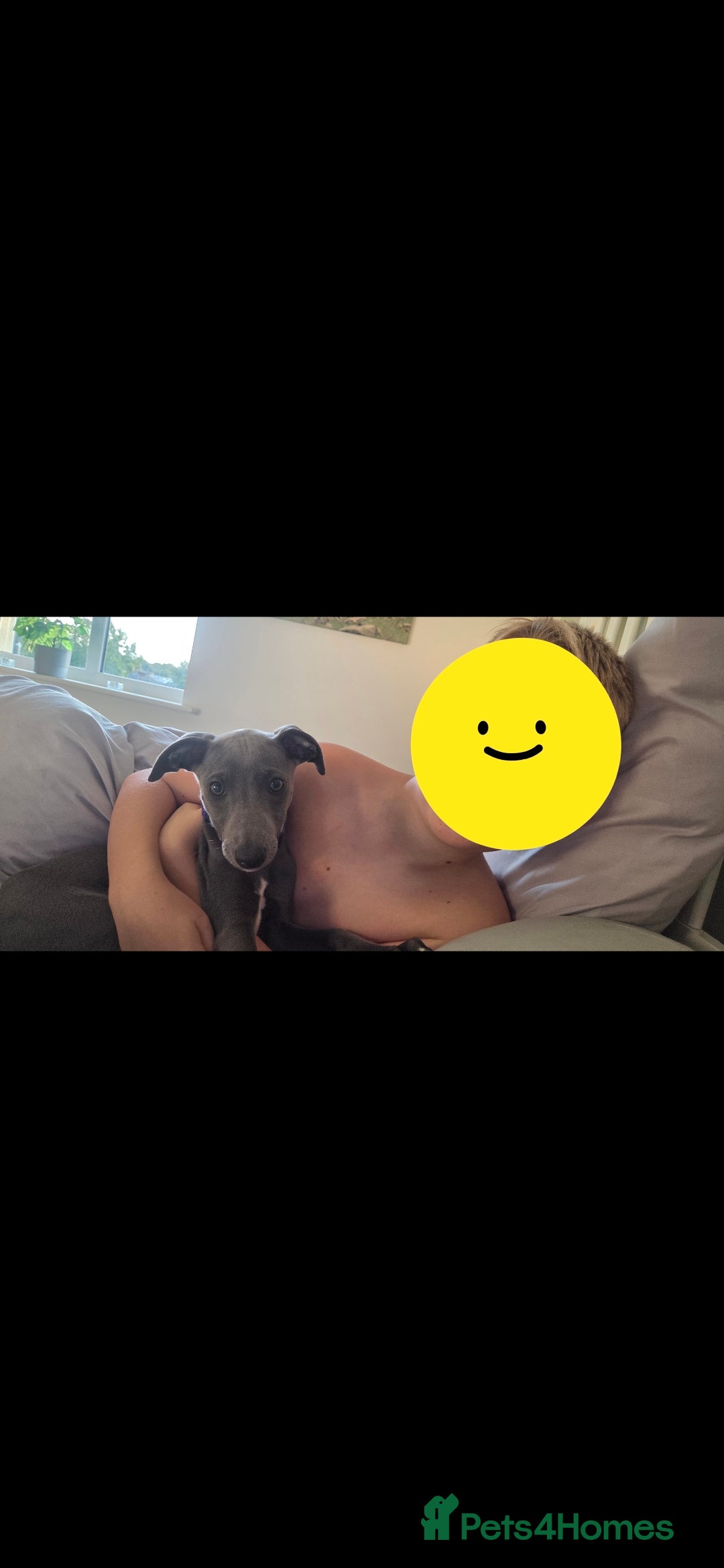 Whippet dogs for sale: Beautiful Male Whippet Puppy - Image 12