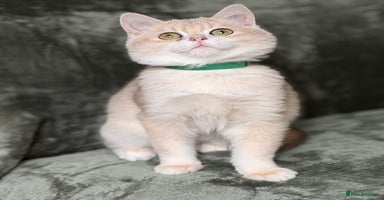 British Shorthair cats - Advert 5