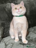 British Shorthair cats - Advert 5