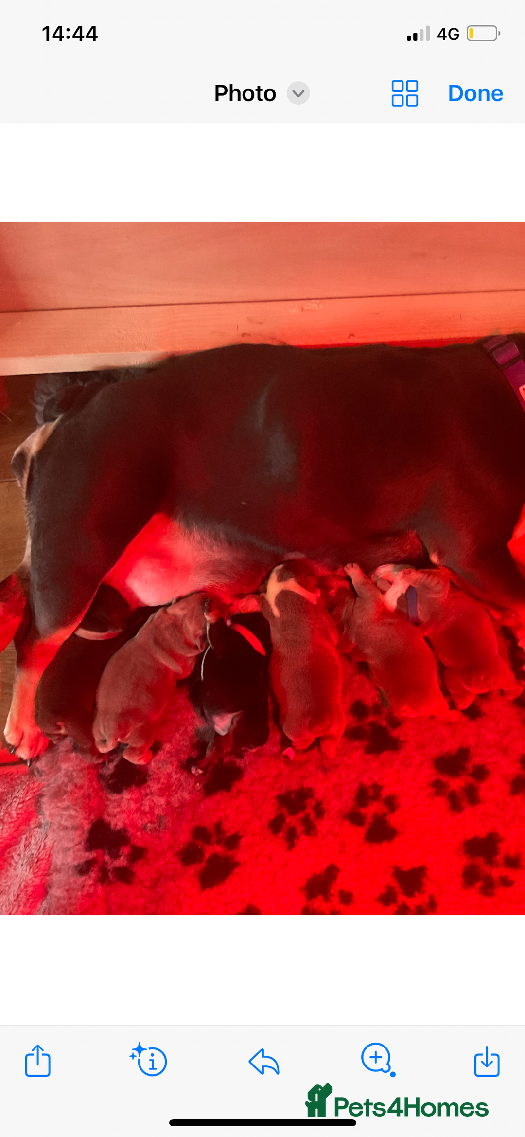 English Bulldog dogs for stud: Chocolate and tan stud includes 2 ai in Walsall - Image 15