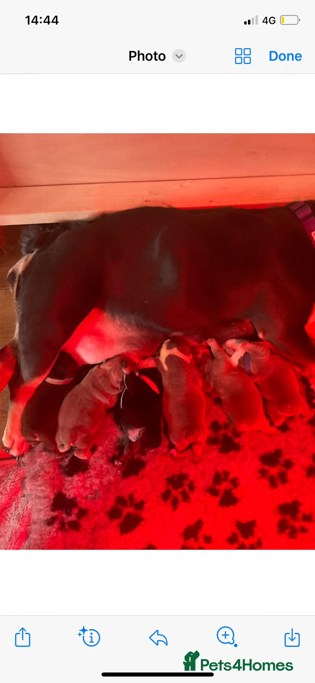 English Bulldog dogs for stud: Chocolate and tan stud includes 2 ai in Walsall - Advert 15