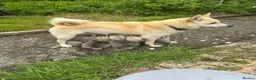Norwegian Buhund dogs for sale: Lovely quality Norwegian Buhunds in Crumlin - Advert 1