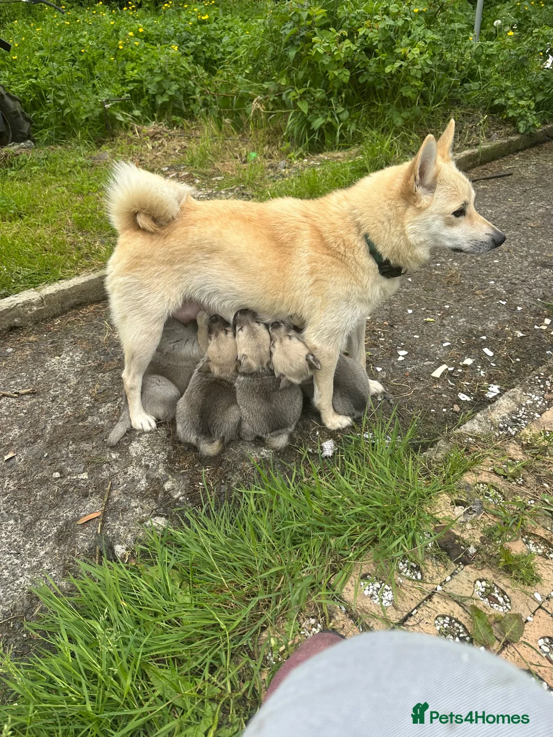 Norwegian Buhund dogs for sale: Lovely quality Norwegian Buhunds in Crumlin - Advert 1