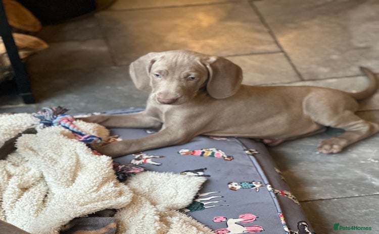 Weimaraner dogs - Advert 1