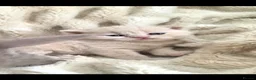 British Shorthair cats for sale: Outstanding GCCF British Shorthair Kittens  - Advert 9
