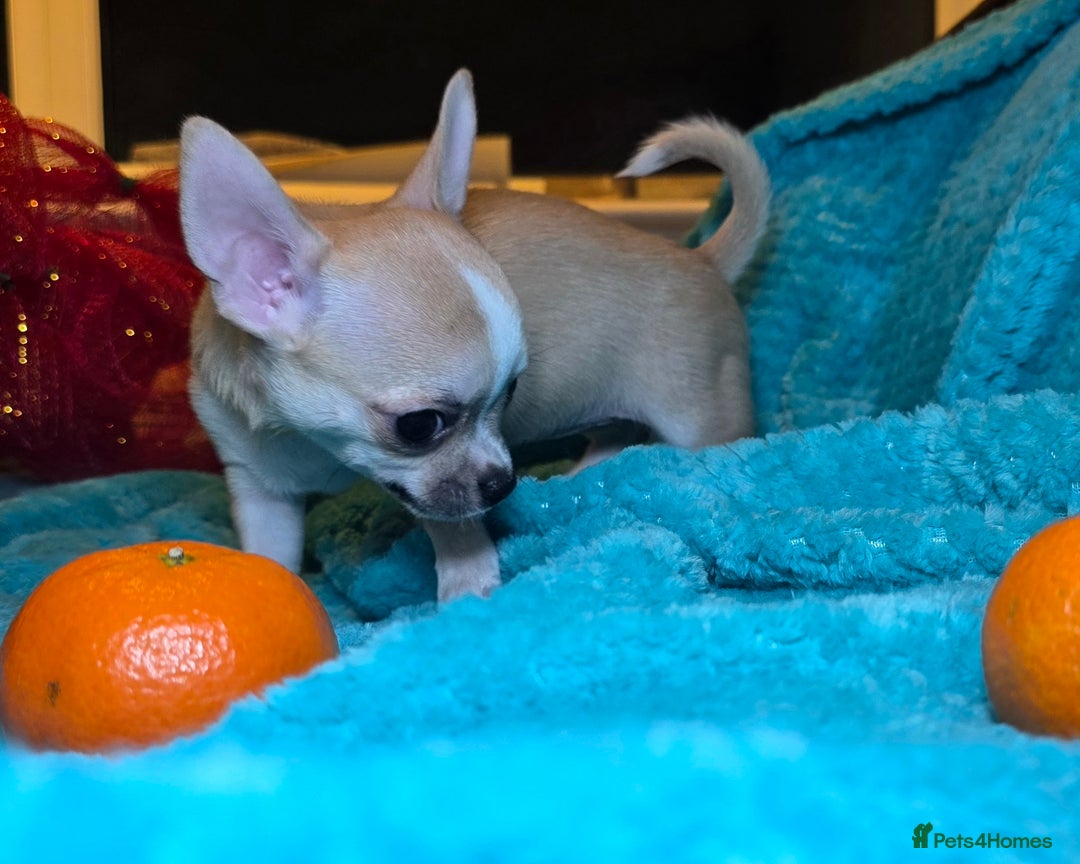 Chihuahua dogs for sale: CHIHUAHUA Girls Ready To Go - Advert 18