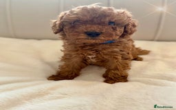 Cavapoochon dogs for sale: Premium Quality Teddy Toy Cavapoochons F1B - Advert 5