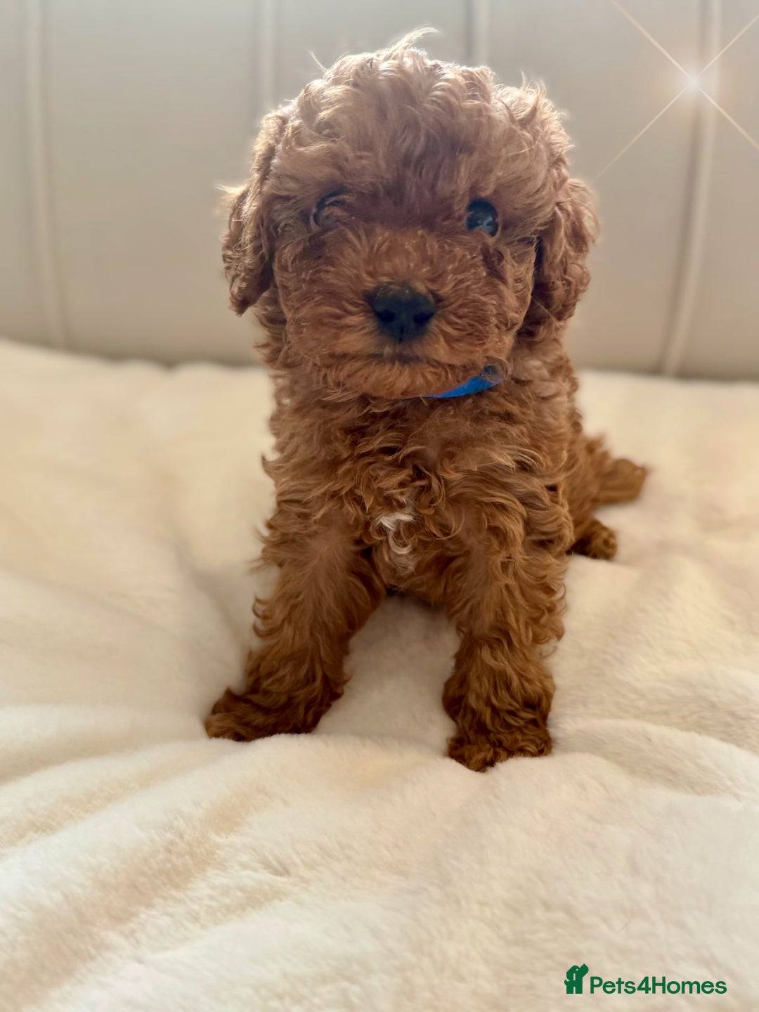 Cavapoochon dogs for sale: Premium Quality Teddy Toy Cavapoochons F1B - Advert 5