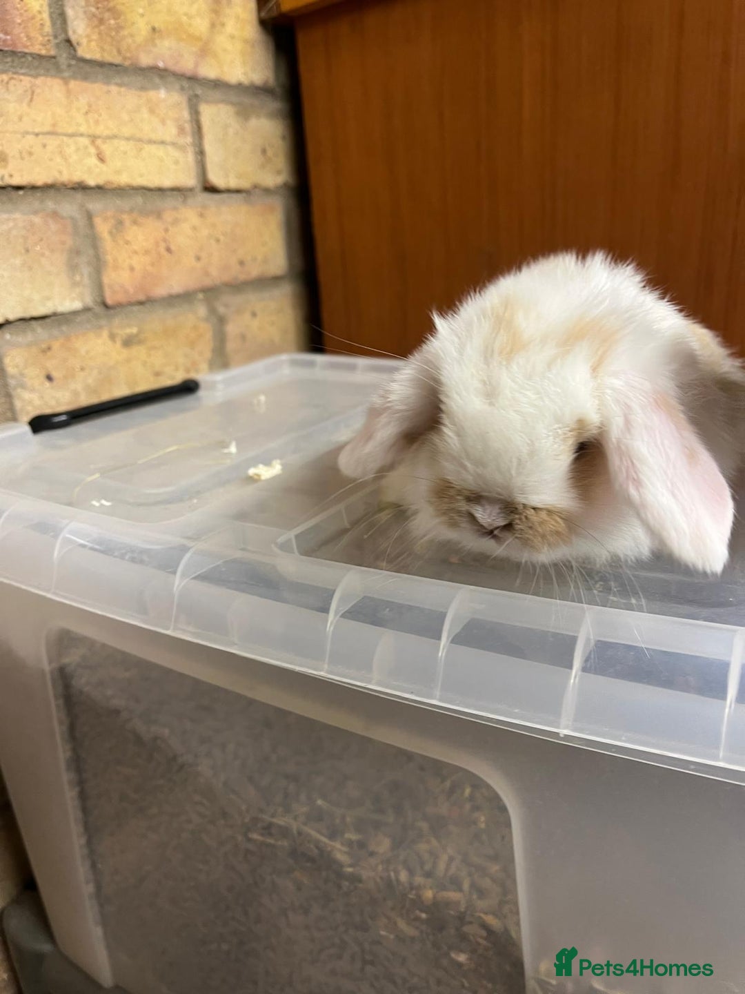 Mini Lop rabbits for sale: Beautiful baby pure bred mini lops  - Advert 13