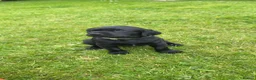 Labrador Retriever dogs for sale: Black Labrador girl in Airdrie - Advert 3