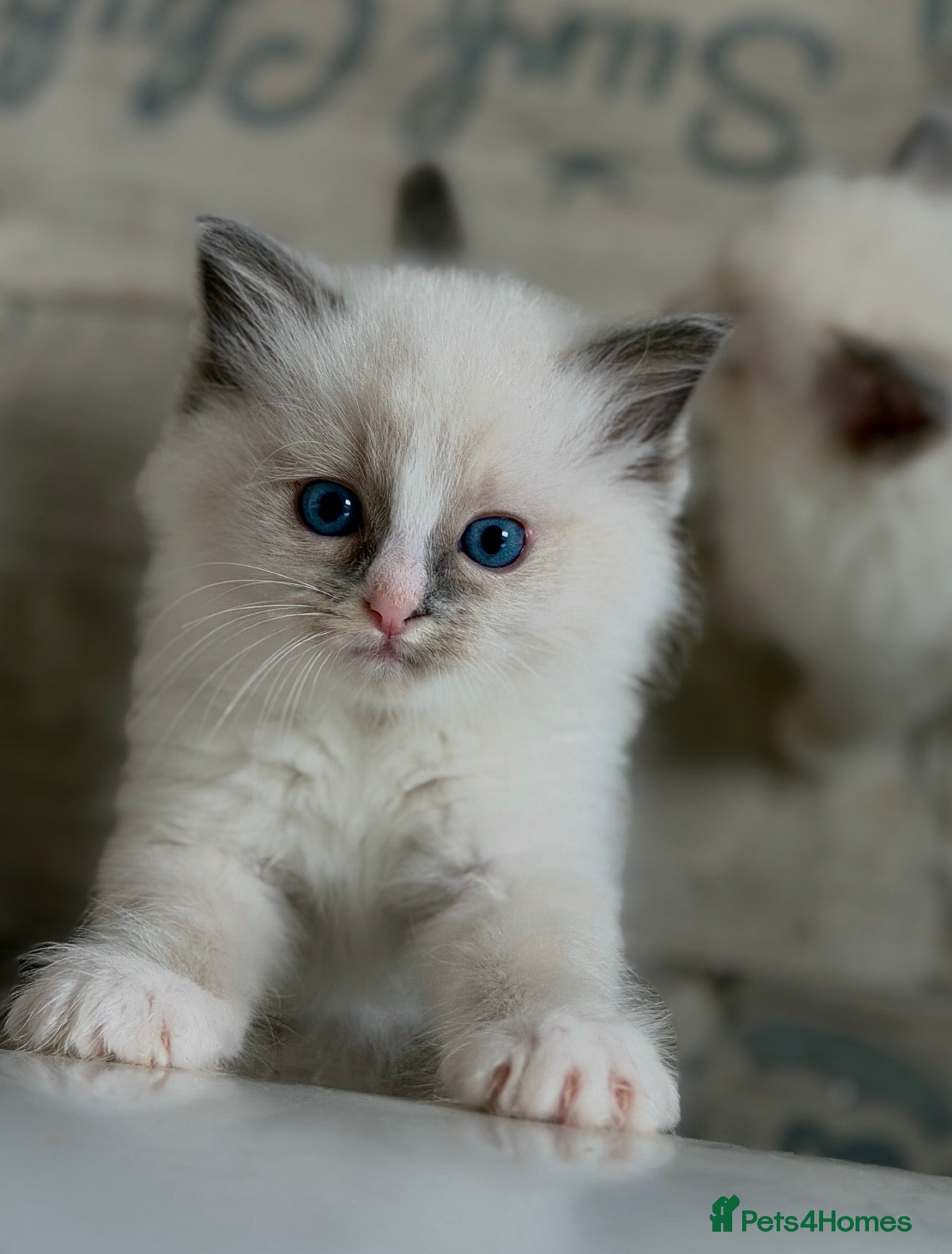 Ragdoll cats Exceptional Quality Ragdoll Kittens  - Advert 20