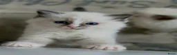 Ragdoll cats for sale: Exceptional quality ragdolls  - Advert 1