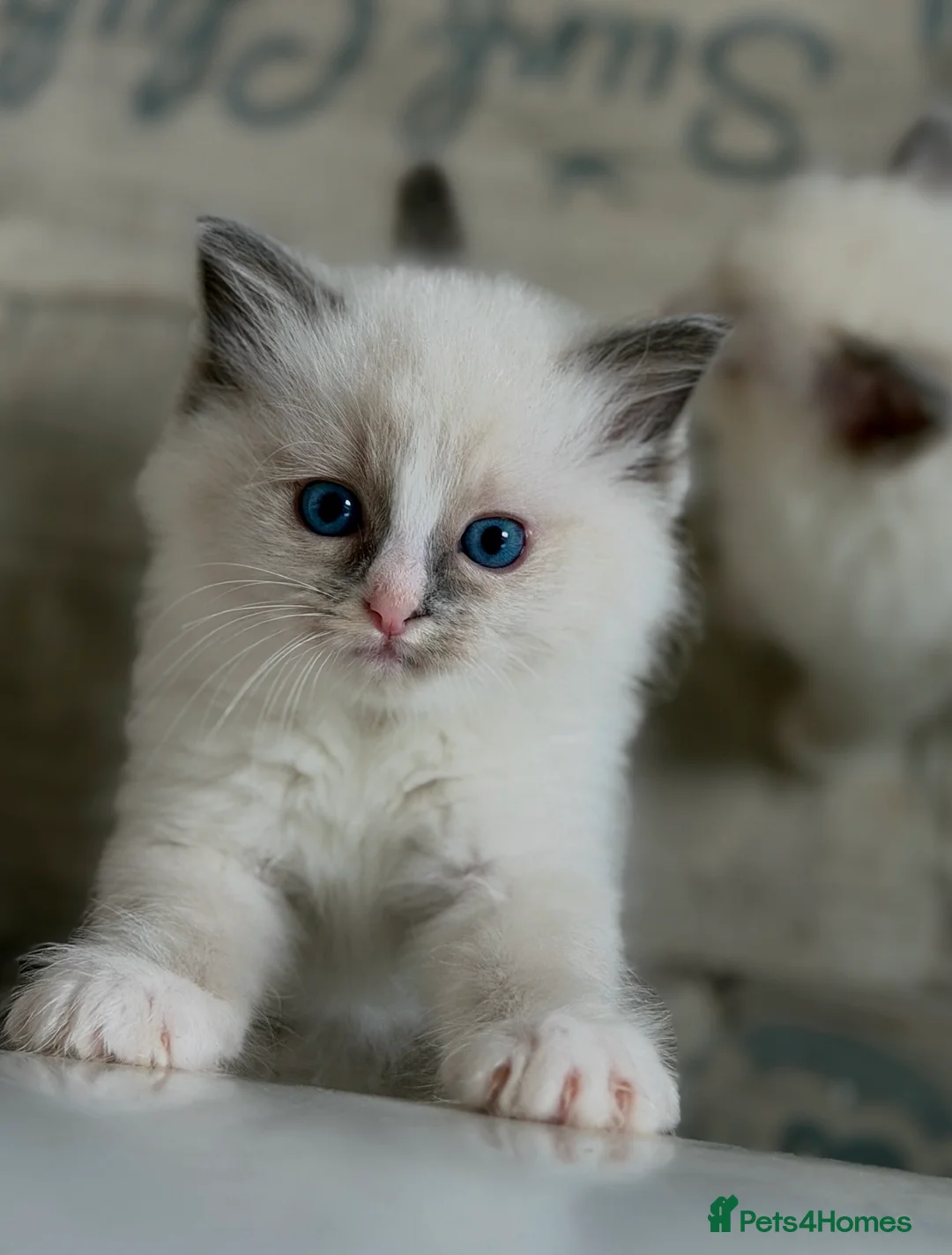 Ragdoll cats for sale: Exceptional quality ragdolls  - Advert 1