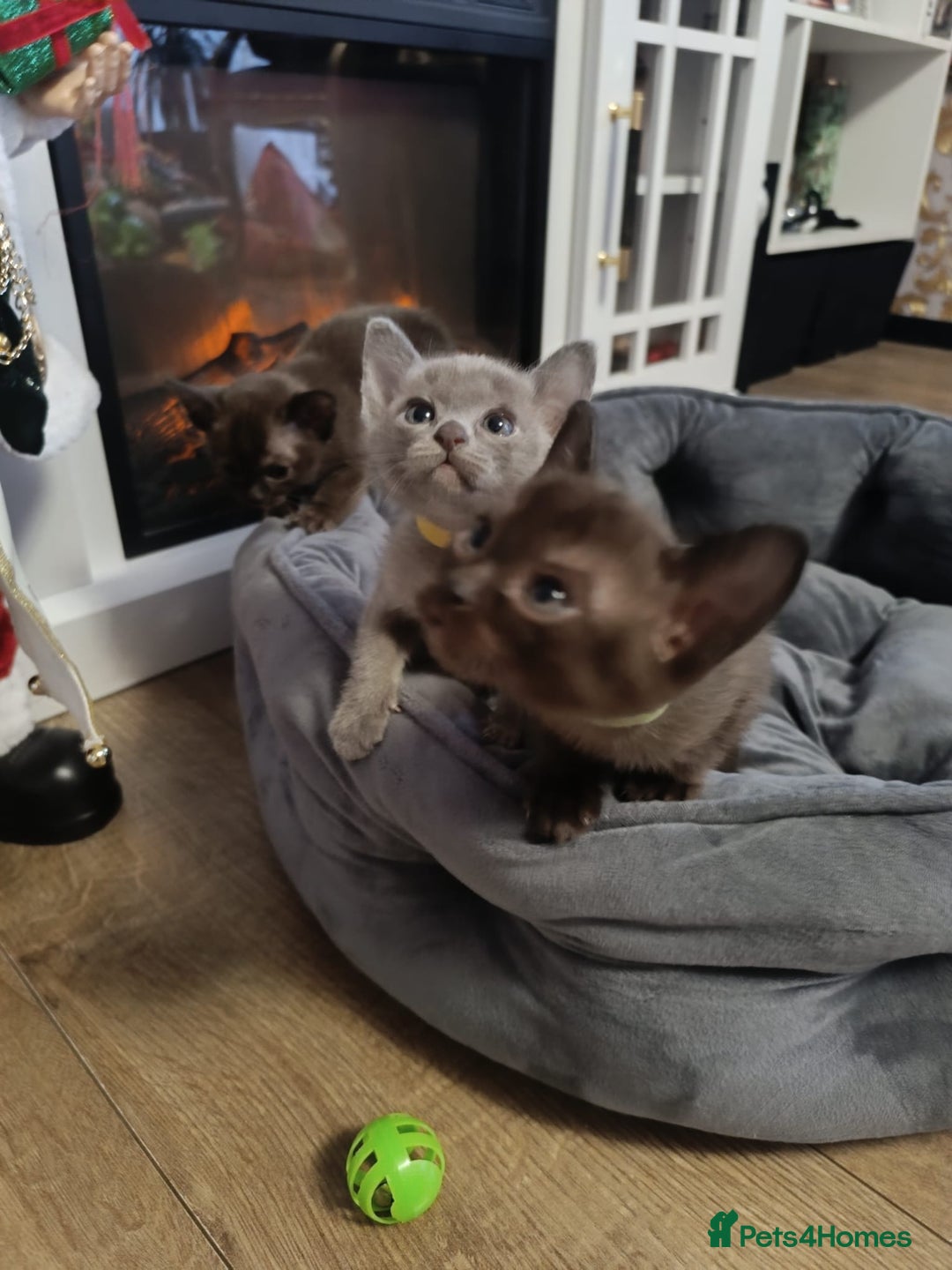 Burmese cats for sale: Lovely Burmese kitten's - Advert 3
