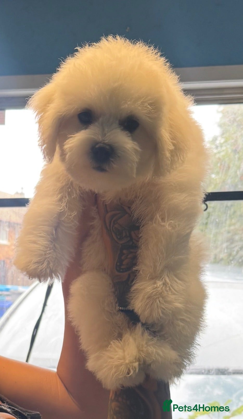 Bichon Frise dogs 2 BOYS LEFT Bichon Frise 2 boys 3 girls - Advert 2