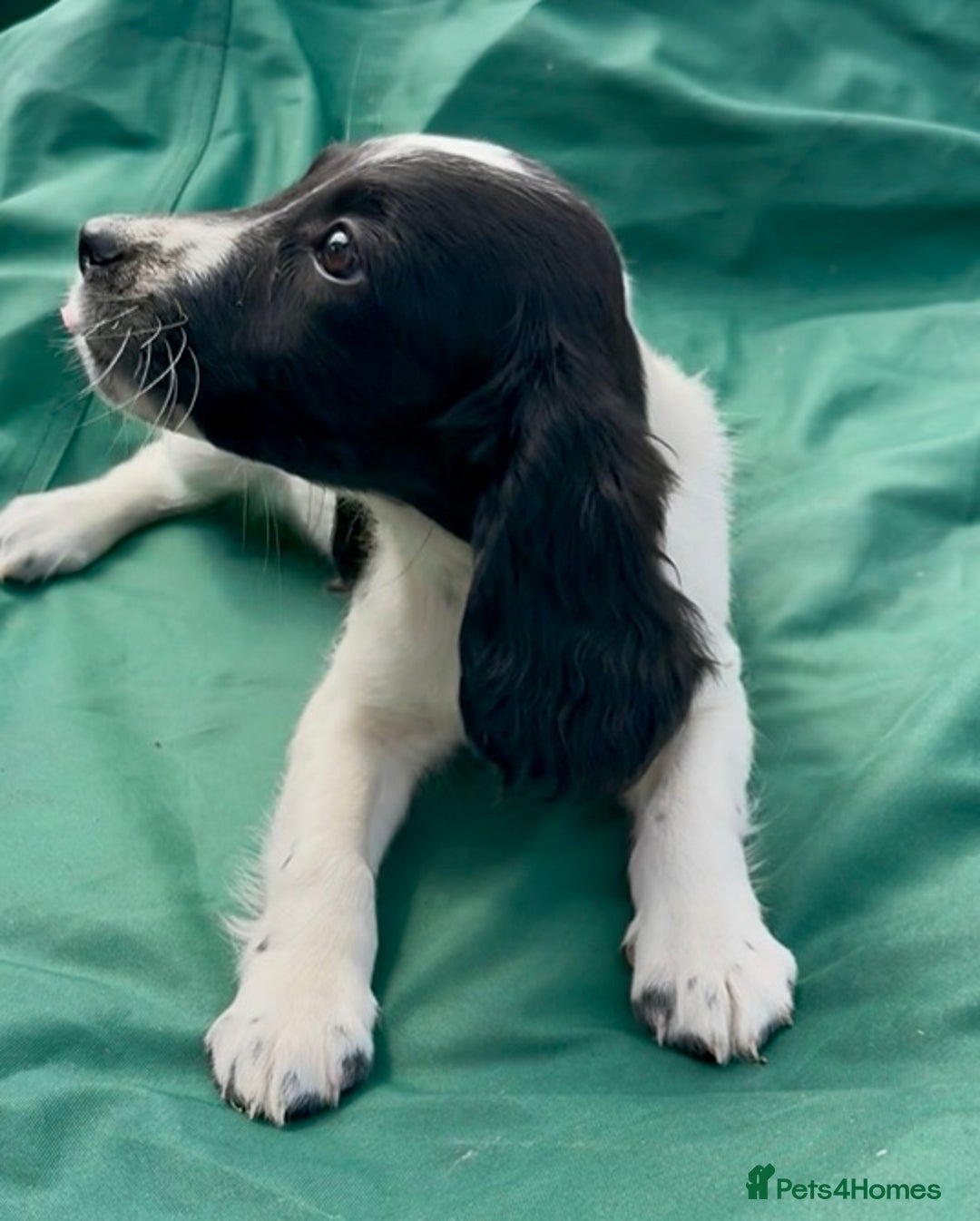 Sprocker dogs for sale: Sprocker puppy’s  - Image 4