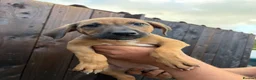 Mixed Breed dogs for sale: Beagle puppies  in Lifton - Advert 6