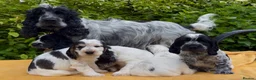 Cocker Spaniel dogs for sale: KC Registered Show Cocker Spaniels Puppies in Settle - Advert 1