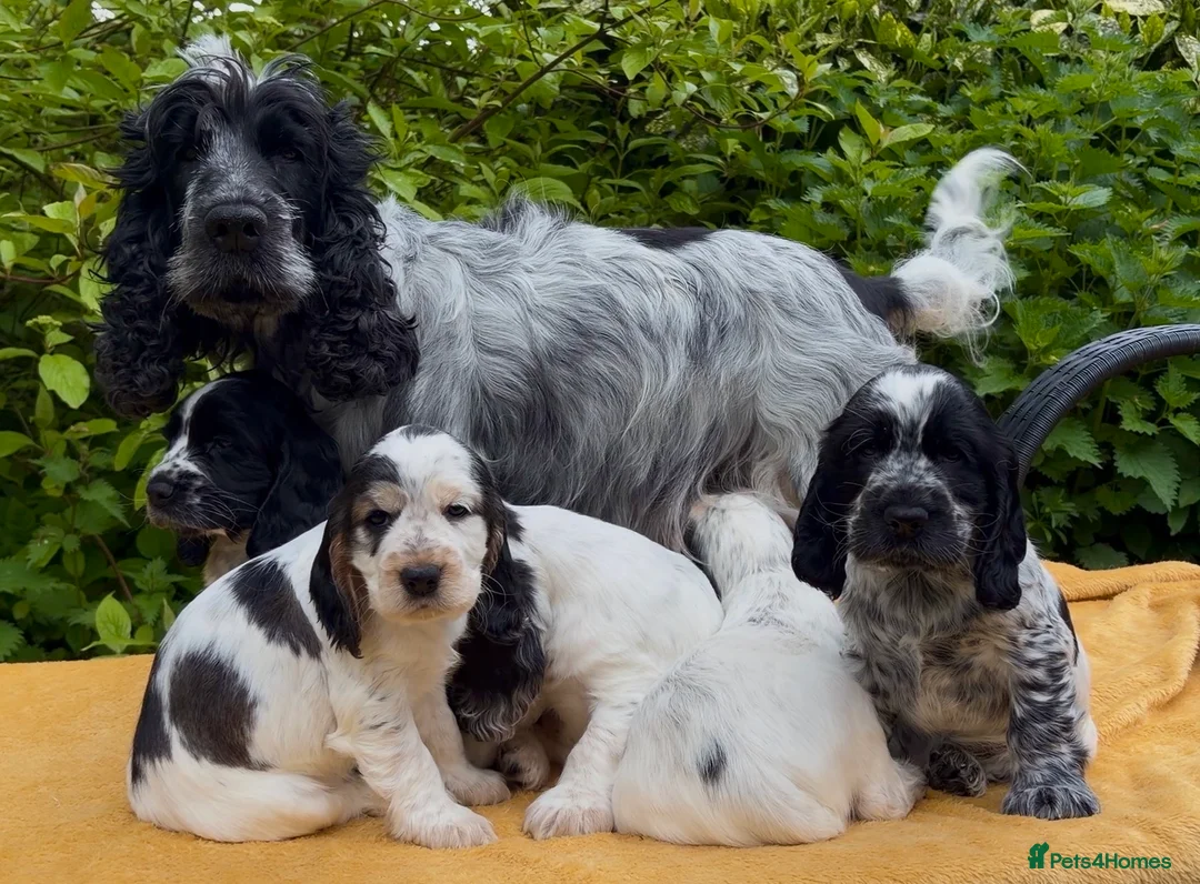 Cocker Spaniel dogs for sale: KC Registered Show Cocker Spaniels Puppies in Settle - Advert 1