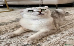 Scottish Fold cats for sale: Scottish Fold Short Hair - Image 1