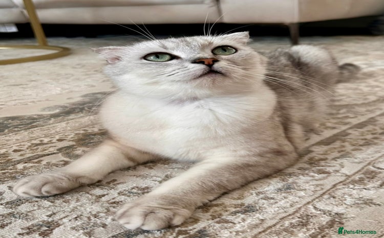 Scottish Fold cats for sale - Advert 1