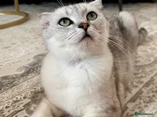 Scottish Fold cats Scottish Fold Short Hair - Advert 6