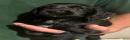 Cocker Spaniel dogs for sale: Black KC Registered Cocker Spaniel Bitch Ready Now - Advert 5
