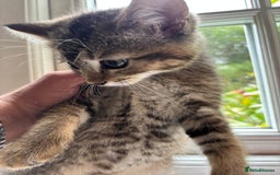 Mixed Breed cats for sale: 12 kittens 3 litters ready to reserve in St Albans - Image 12