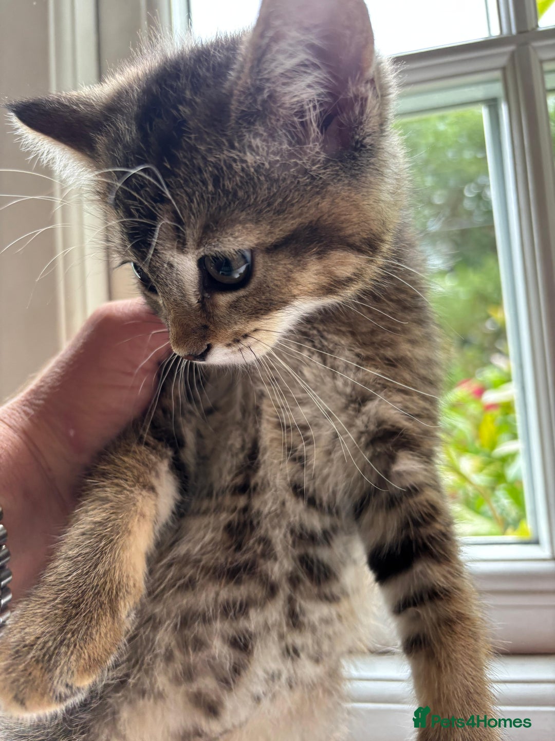 Mixed Breed cats for sale: 12 kittens 3 litters ready to reserve in St Albans - Image 12