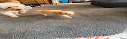 Labradoodle dogs for sale: Adorable miniature multigenerational Labradoodle  - Advert 8