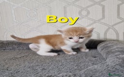 British Shorthair cats for sale: Gorgeous British Shorthair Kittens for SALE - Image 6