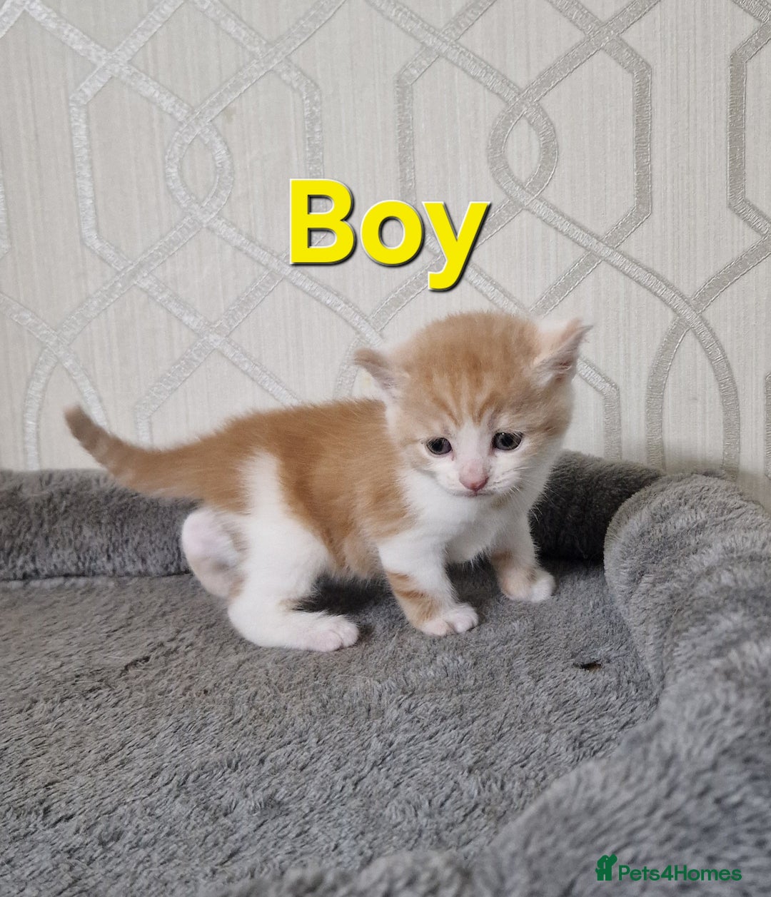 British Shorthair cats for sale: Gorgeous British Shorthair Kittens for SALE - Image 6