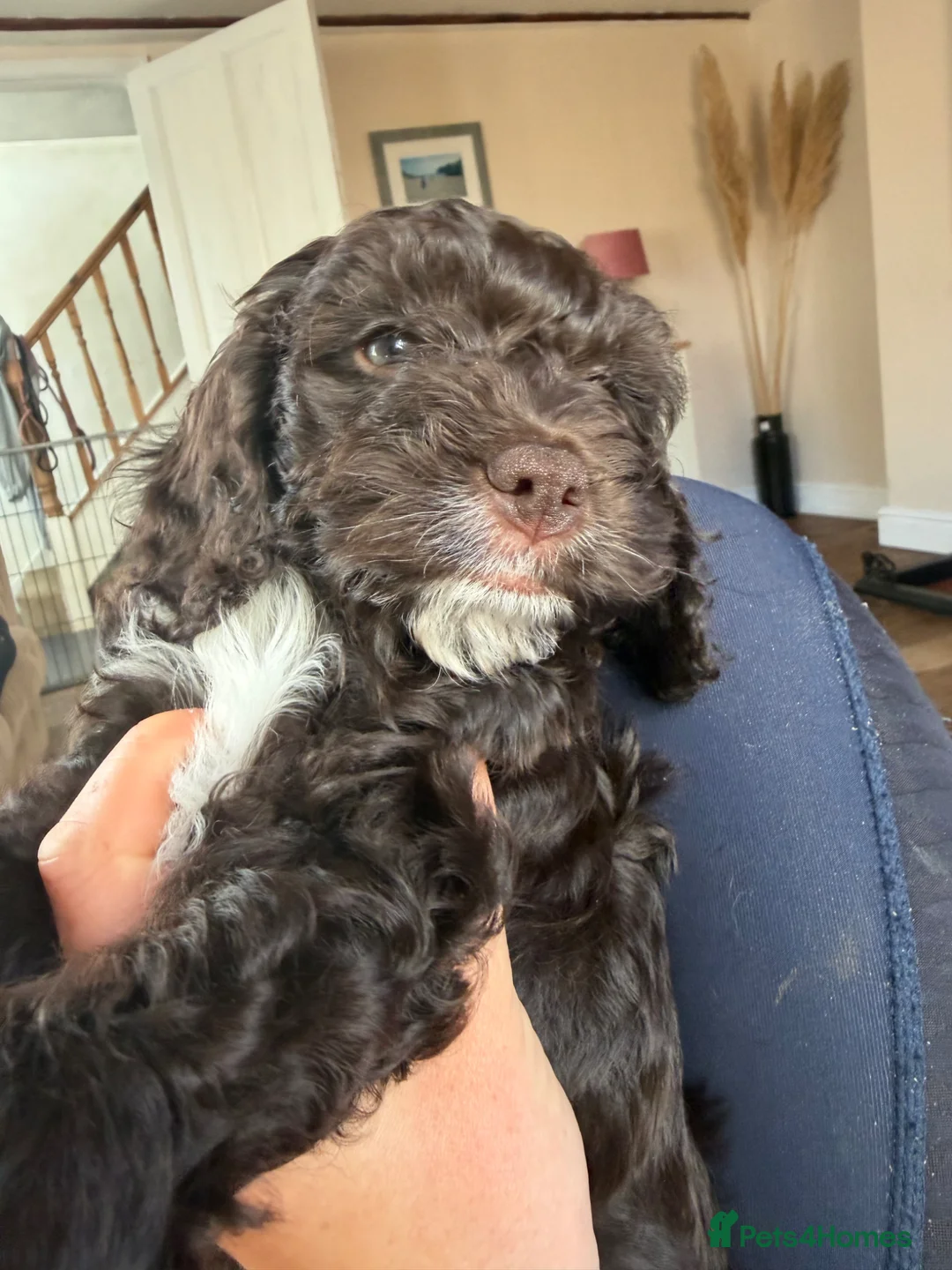 Cockapoo dogs for sale: F1 Cockapoo Puppies - ONE BOY LEFT - Advert 2