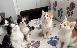 Domestic Shorthair cats for sale: Beautiful and adorable kittens for sale☺️ - Image 14